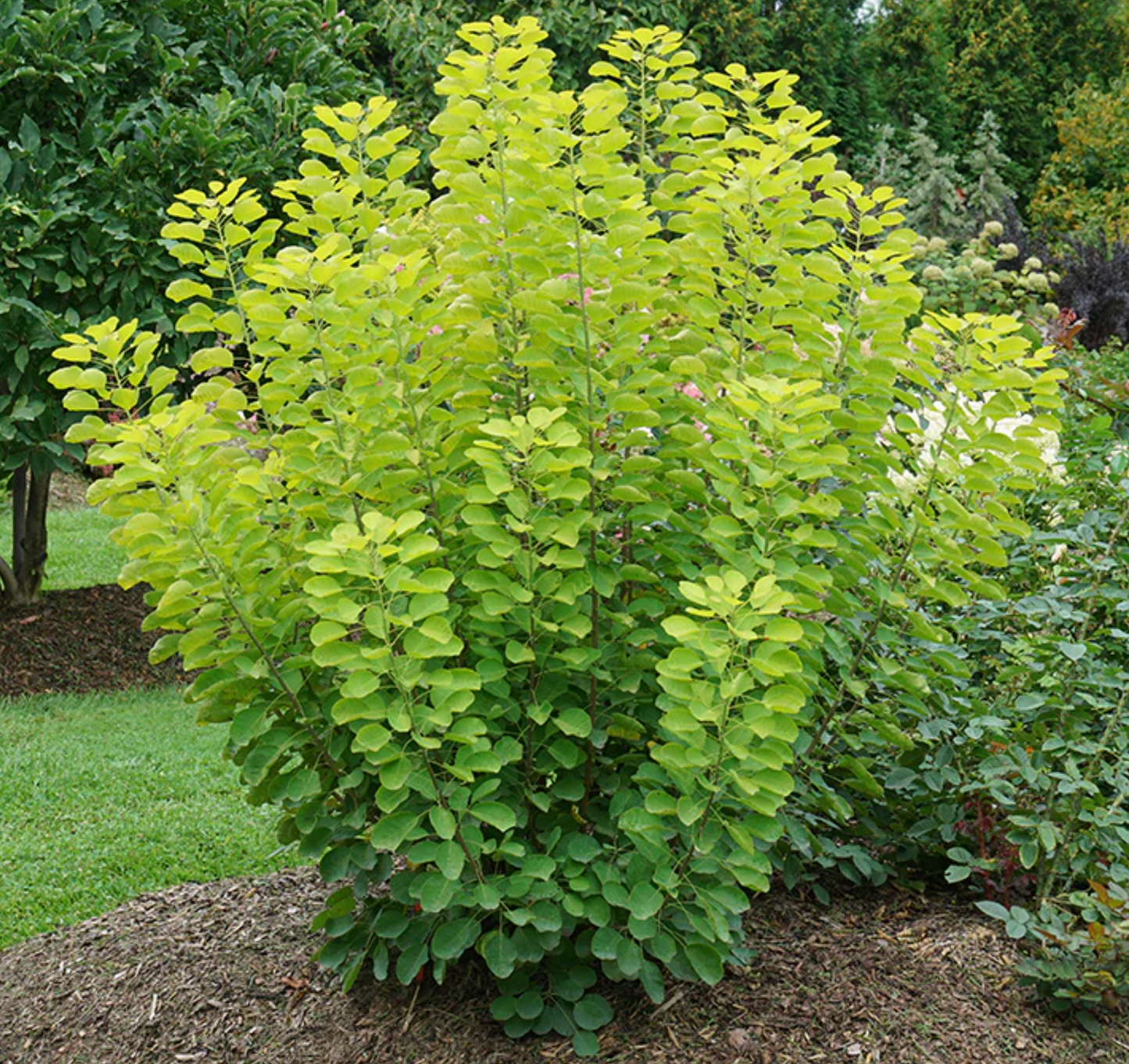 Smokebush Winecraft Gold #3