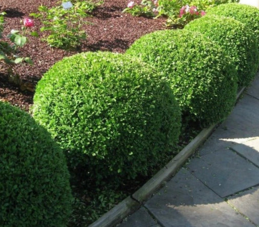 Boxwood Green Velvet