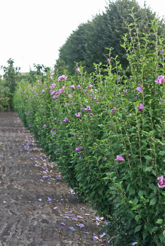 Hibiscus Purple Pillar