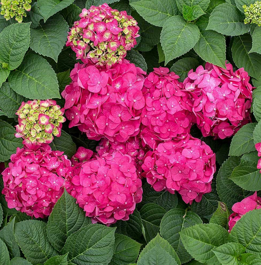 Hydrangea Endless Summer Crush