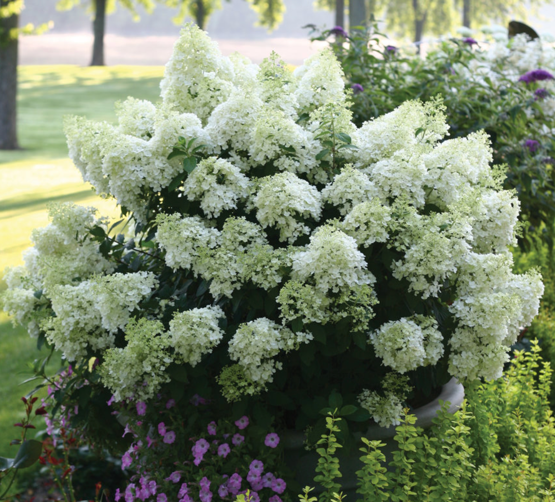 Hydrangea Bobo