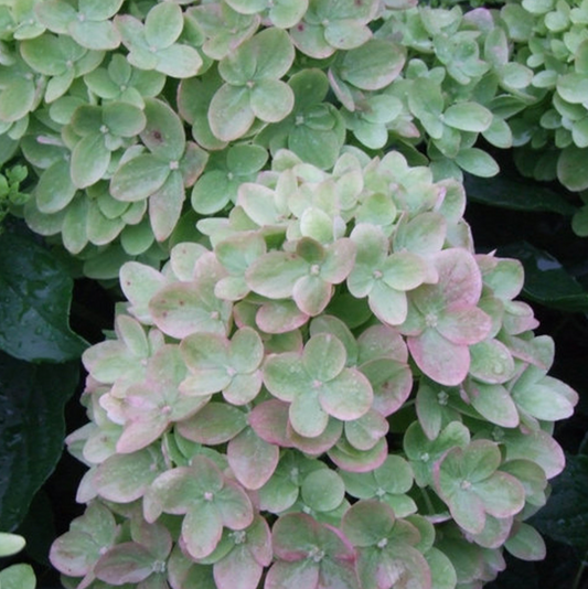 Hydrangea Little Lime