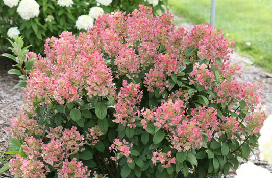 Hydrangea Little Quickfire