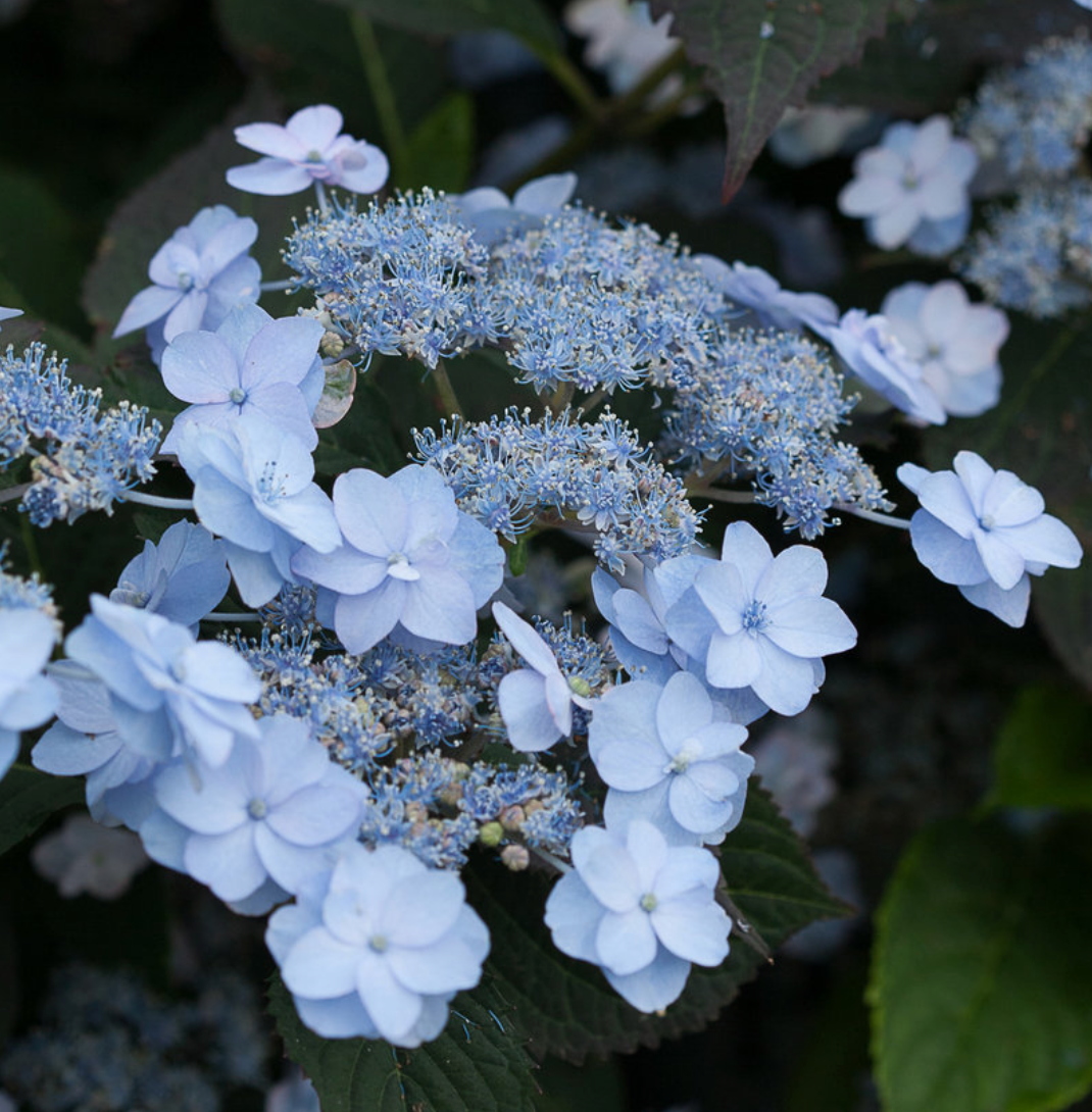 Hydrangea Tiny Tuff Stuff