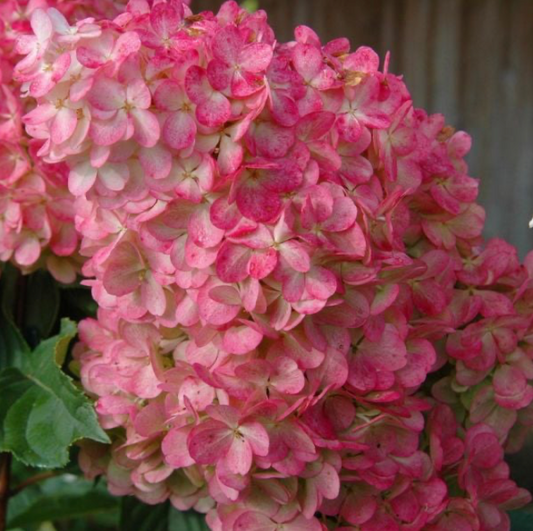 Hydrangea Vanilla Strawberry