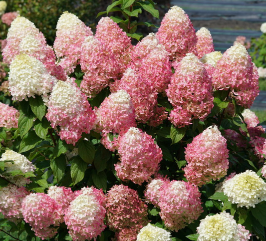 Hydrangea Quickfire Fab