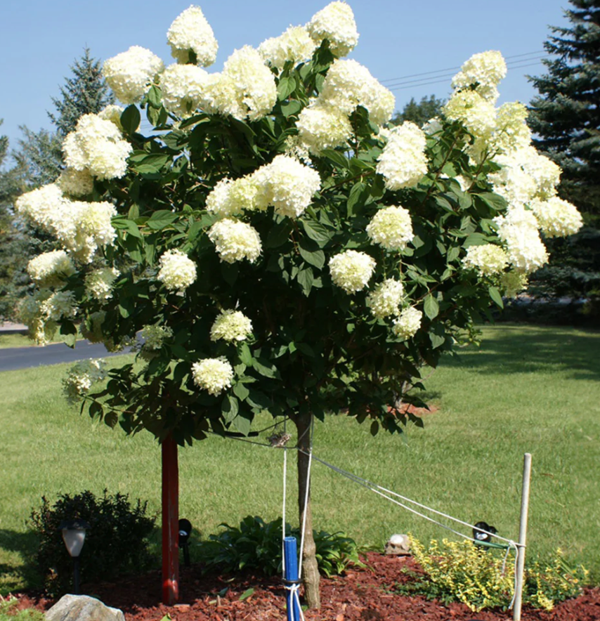 Hydrangea Limelight Tree #7