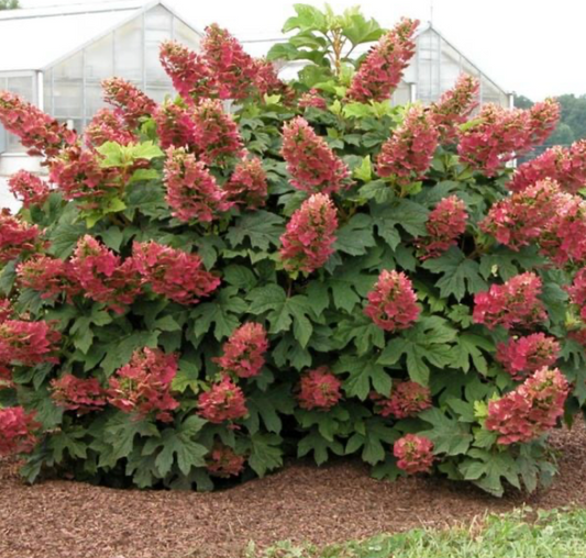 Hydrangea Ruby Slippers