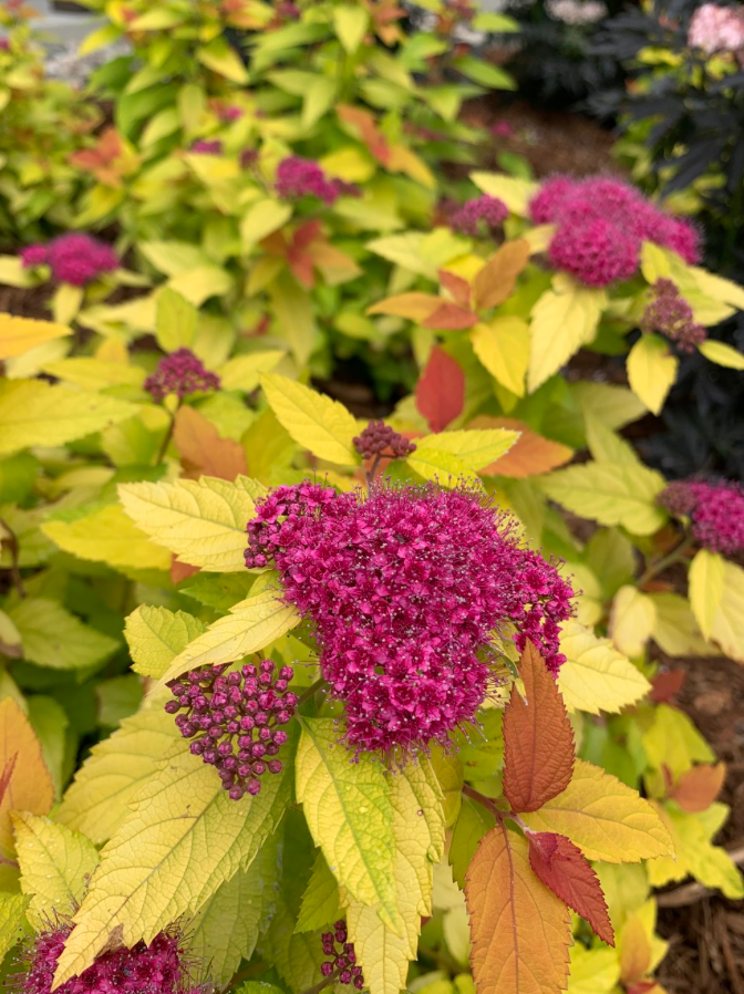 Spirea Double Play Candy Corn