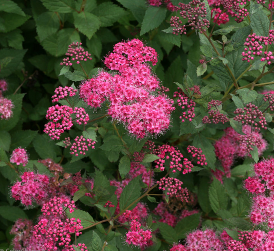 Spirea Double Play Pink