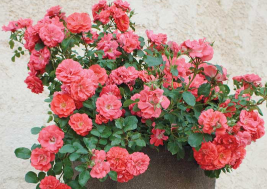 2DP Coral Drift Rose