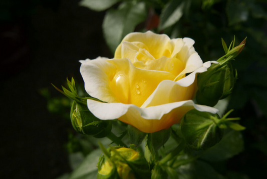 Roses Easy Elegance Yellow Brick Road