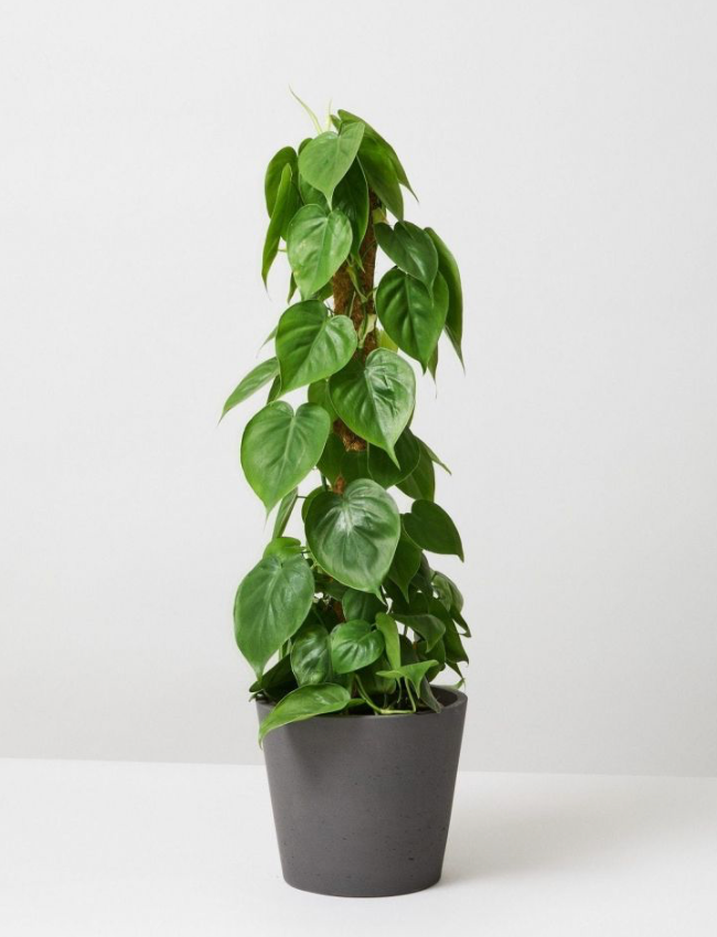 Philodendron Heartleaf Small Pole