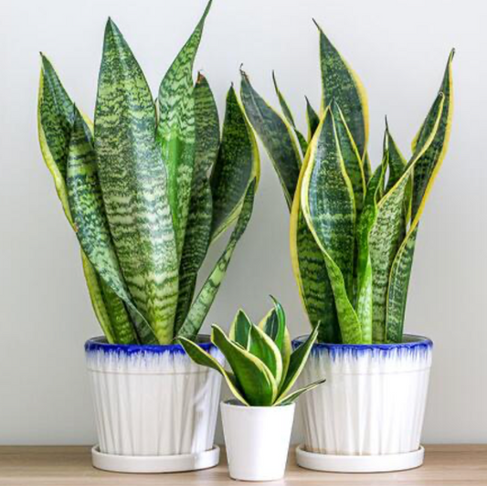 Snake Plant/ MIL Tongue