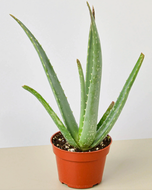 Aloe Vera 6"