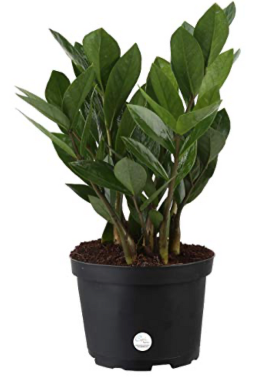 ZZ Plant 4"