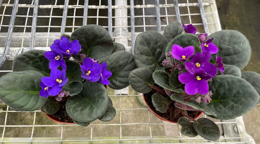 6" African Violet