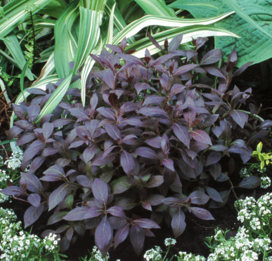 Weigela Midnight Wine