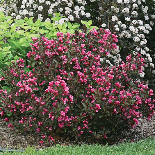 Weigela Wine & Rose
