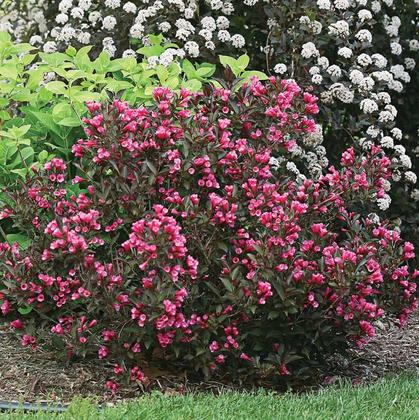 Weigela Wine & Rose