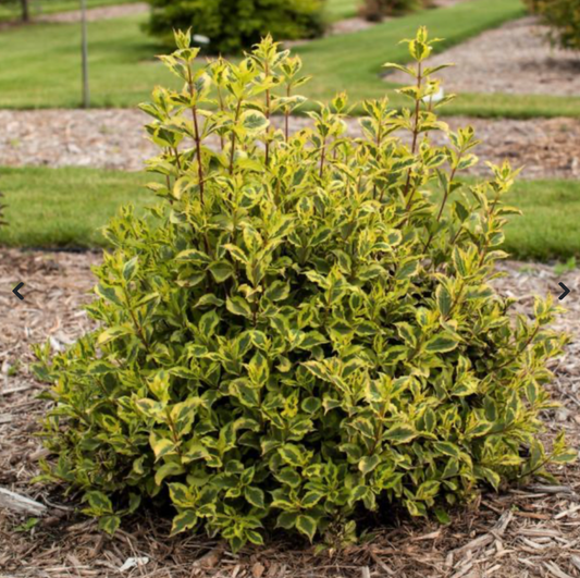 Weigela Rainbow Sensation