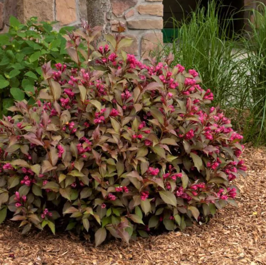 Weigela Shining Sensation