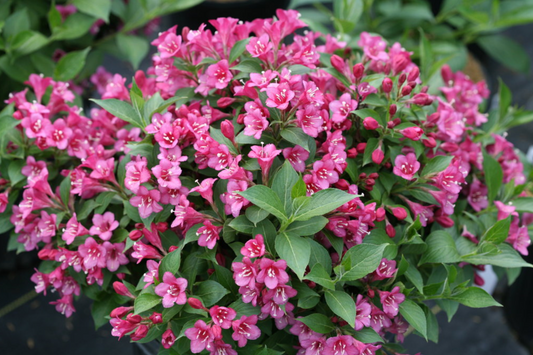 Weigela Snippet Dark Pink