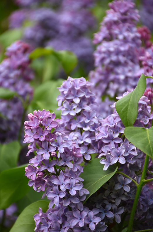 Lilac President Lincoln