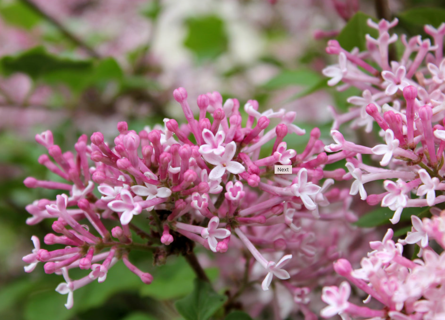 Bloomerang Scent & Sensibility