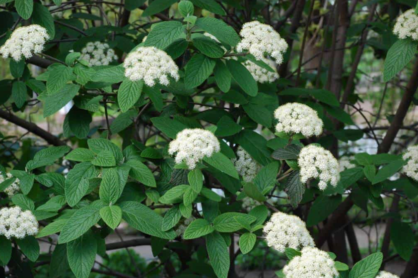 Viburnum Allegheny