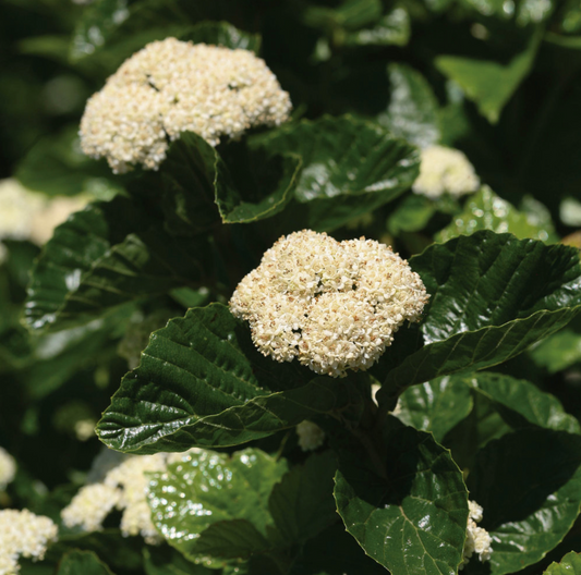 Viburnum All That Glows