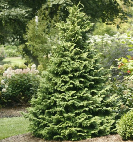 Soft Serve Chamaecyparis Plant