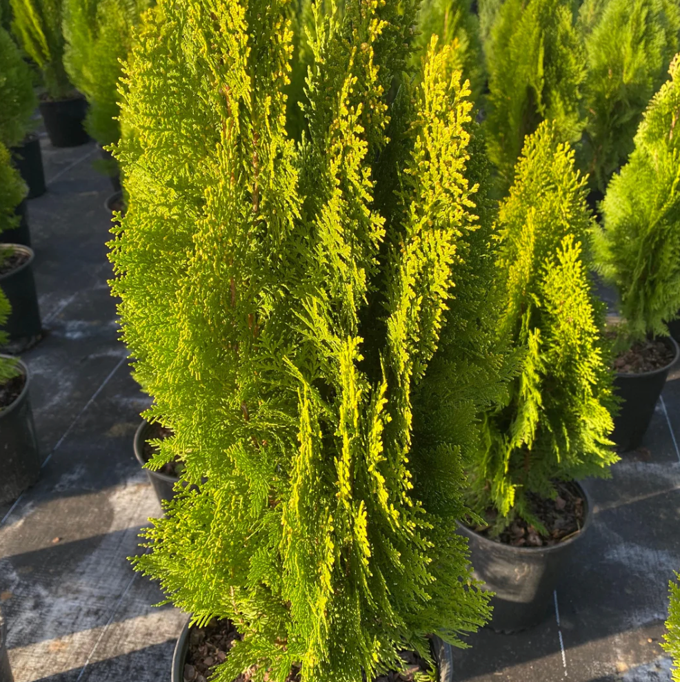 Yellow Ribbon Arborvitae