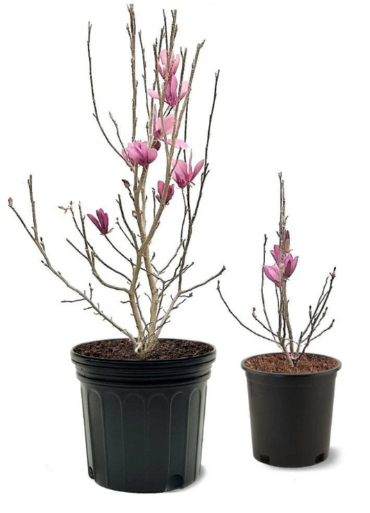 Ann Magnolia 1" (Potted)