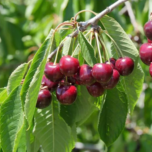 Bing Cherry (Potted)
