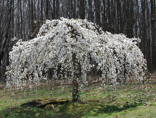 Weeping Cherry