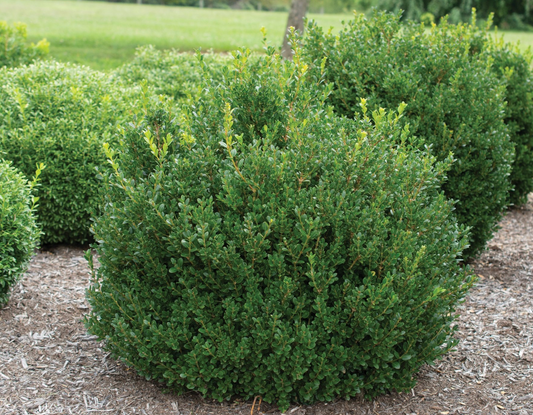 Boxwood Micro Little Missy