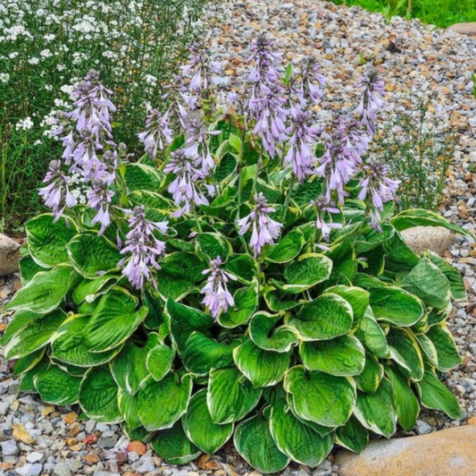 Hosta Patriot