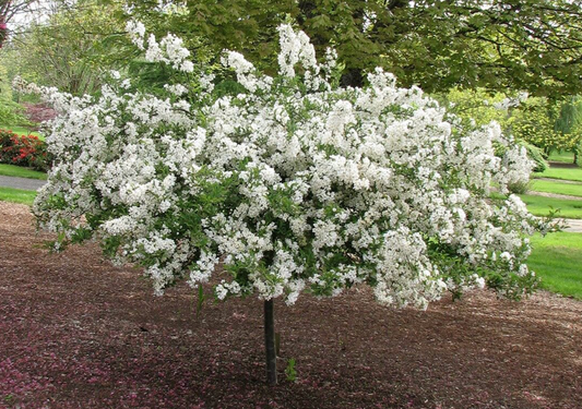 Sargent Tina Crabapple (Potted)