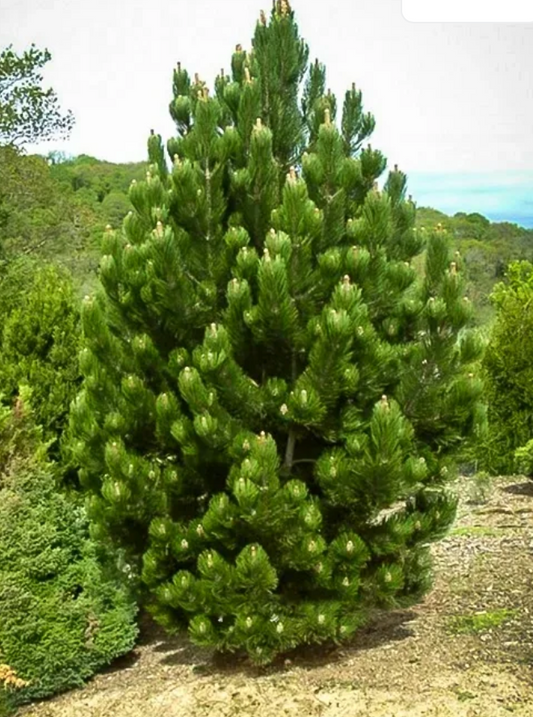 6' White Pine