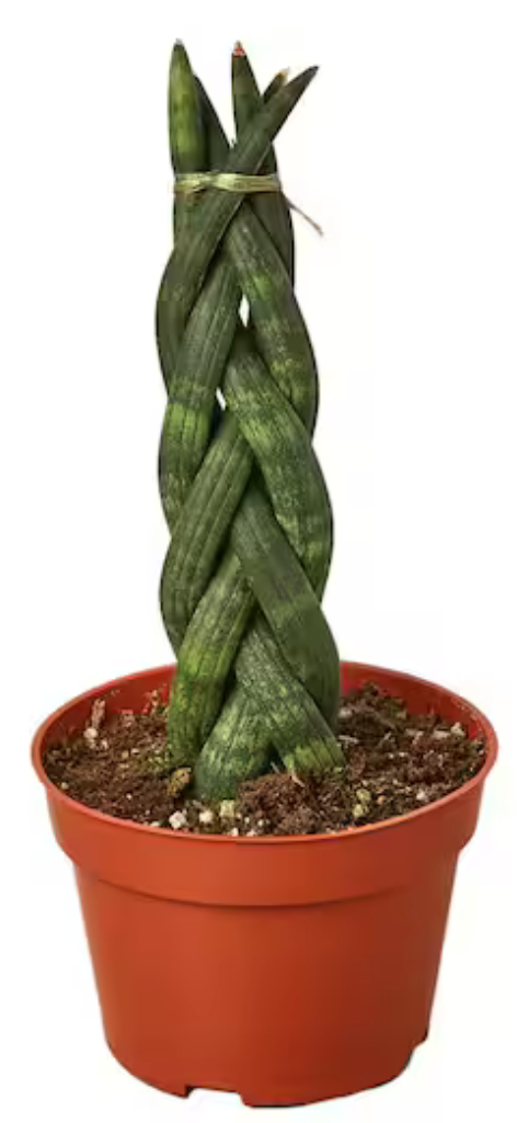 Sanseveria Cylindrical Braid 4"