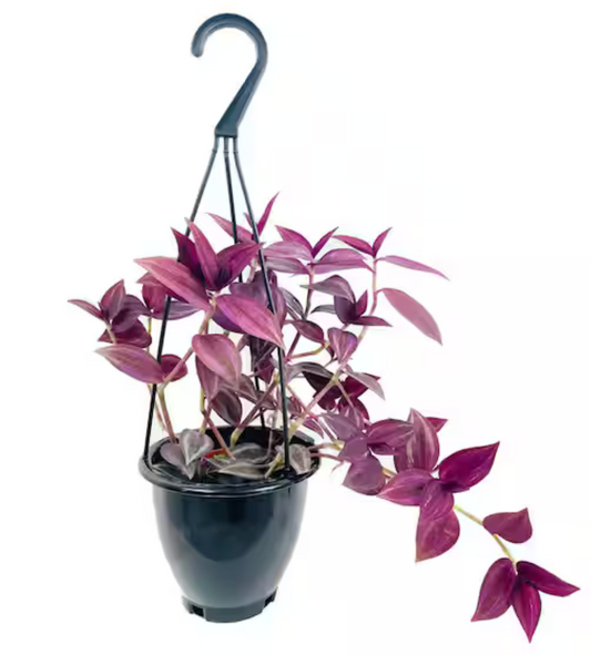 Wandering Jew Hanging Basket