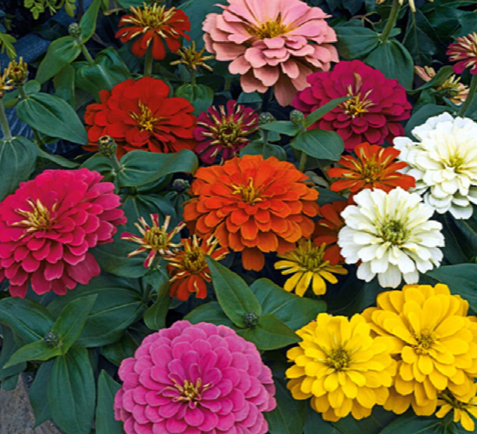 Zinnia Magellan