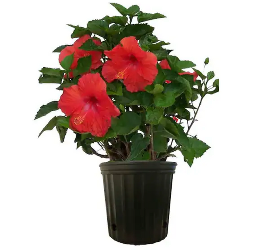 Hibiscus Bush 10"