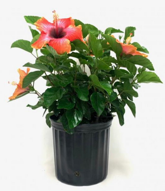 10" Hibiscus Bush Fiesta