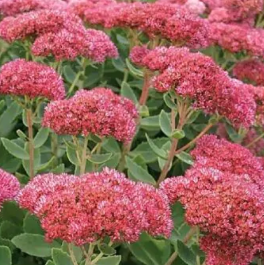 Autumn Fire Sedum