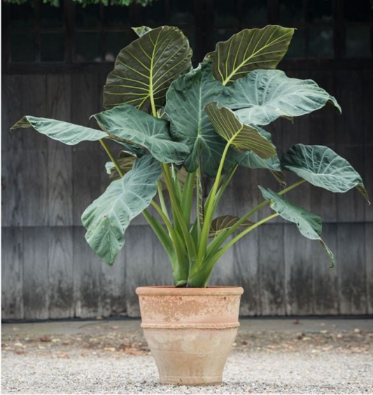 Alocasia Regal Shields 10"