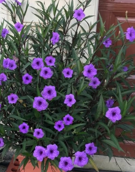 Ruellia Purple Showers