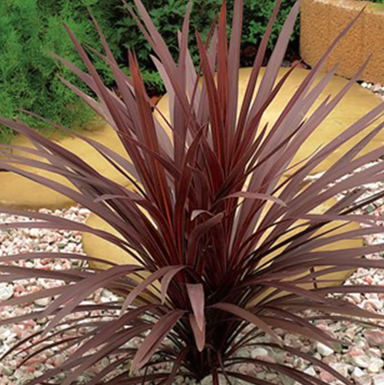 Cordyline Red Star 6"