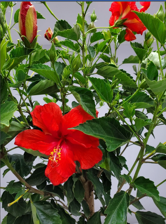 Hibiscus Standard Red Tree 10" Pot